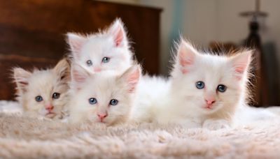 Ragdoll Kittens Adorably Take Over Mom’s Living Room and It’s Too Cute