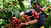 Empresas en Colombia buscan reducir la importación de café: estrategia impulsaría el consumo del producto en el país