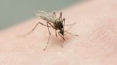 Why Hawaii might release millions of mosquitos in Maui