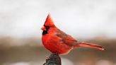 If You See a Cardinal, Here's the True, Unexpected Significance of Them Appearing in Your Life