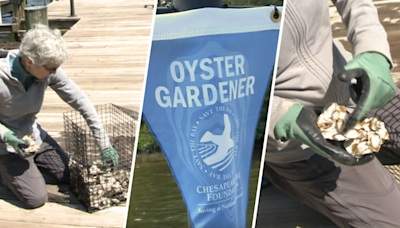 How volunteer oyster gardeners work to restore the Chesapeake Bay