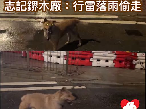 三腳狗「刀仔」冒雨跑馬路 志記鎅木廠解釋：行雷落雨時偷跑 - 香港動物報 Hong Kong Animal Post