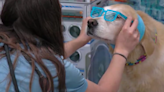 Green Acres Pet Resort hosts 80s-themed prom for dogs