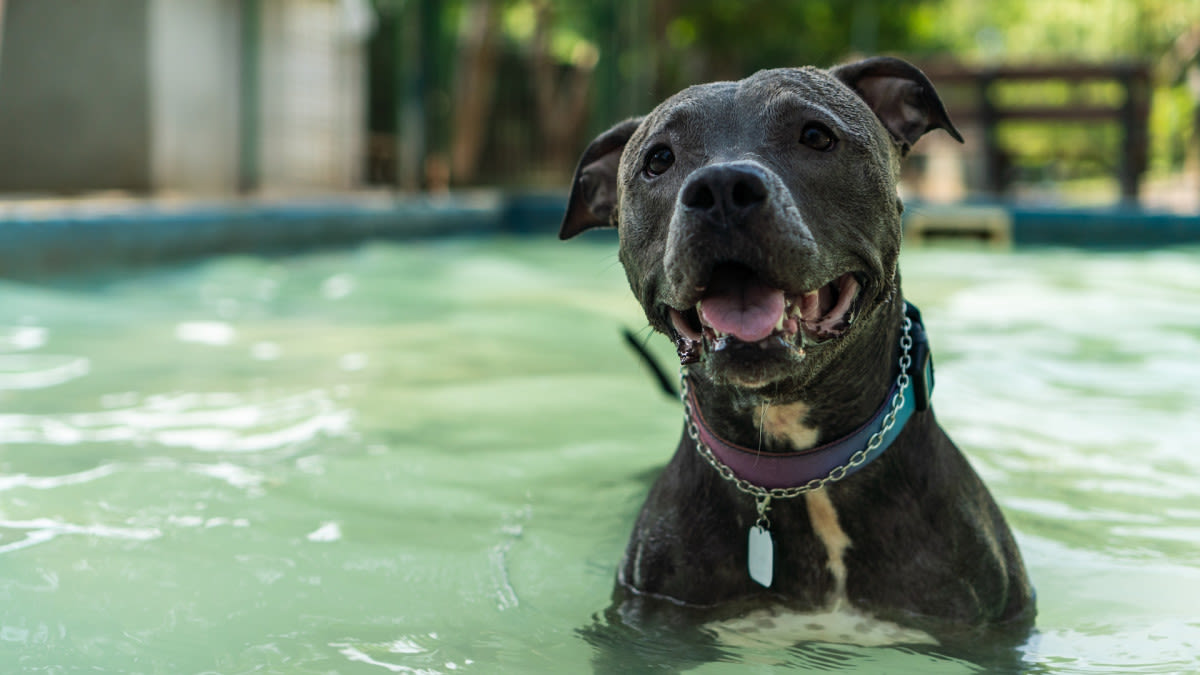 Loyal Pit Bull Insists on Playing Lifeguard at the Pool and It's Impossible to Resist
