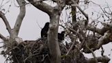 Red-tailed hawk chick pushed out of SLO County CA eagle nest