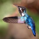 Bee hummingbird