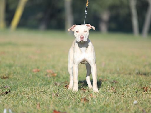 Precious Pit Bull Pup Who's the Last of Her Litter to Get Adopted Is Breaking Hearts