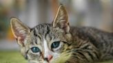 Bouches-du-Rhône : un chaton disparaît et son frère réapparaît grièvement blessé, la raison est inhumaine