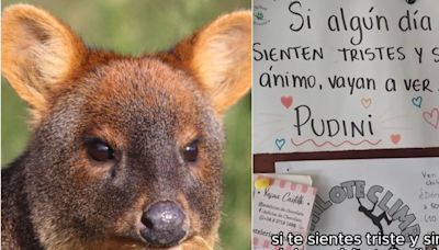 La historia detrás de “Pudini”, la querida pudú cautiva que murió atacada por un perro en Chiloé