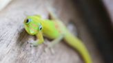 Gecko Learns to Trip the Water Fountain Sensor to Get a Drink