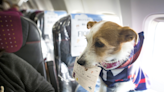 What does the future of flying with pets look like?