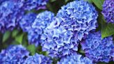 Hydrangea flowers thrive and bloom all summer if you use three household items