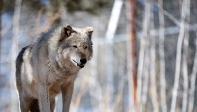 Colorado wolf map suggests animals have crossed state lines