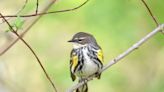 New study shows songbirds use islands to cross Lake Erie