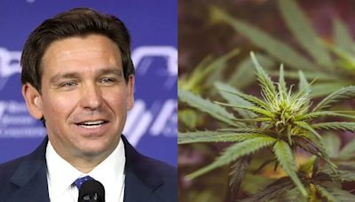 Ron DeSantis' Plan To Scuttle Florida's Cannabis Legalization Initiative With His Vast Fundraising Network, GOP Apparatus