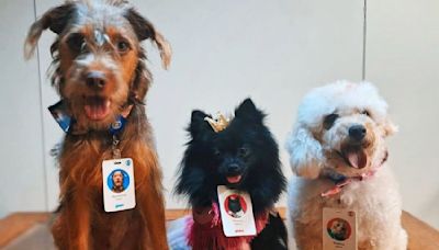 Cachorros de Família É Tudo têm camarim exclusivo e tratamento VIP na Globo