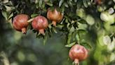 How To Grow And Care For Pomegranates