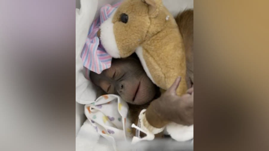 Busch Gardens reveals name of new baby orangutan