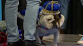 45th ‘Beautiful Bulldog’ crowned at Drake University