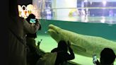 Free Bella: The fight to release a beluga whale from a South Korean mega mall’s aquarium