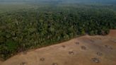The Fate of the Amazon Rainforest Depends on the Brazil Election