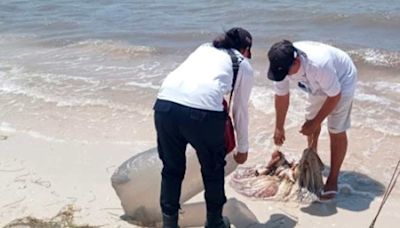 Semar asegura 20 kilos de pulpo maya en Yucatán