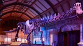 Titanosaur: How to see gigantic Natural History Museum dinosaur