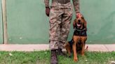 Dogs Protect Rhinos From Poachers at African Wildlife Conservancies