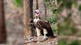 Dallas Zoo offers $10,000 reward after vulture's death, other suspicious incidents