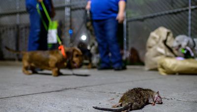 Rat urine is causing uptick in rare disease among New York sanitation workers.