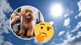 Esta es la IMPORTANTE razón por la que no debes cortar el pelo a tu perro durante la temporada de calor