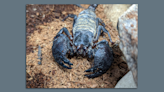 Unusual scorpion, lizards in Des Moines' new zoo exhibit