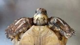 Liberan a 400 tortugas en vía de extinción en el Bajo Cauca antioqueño