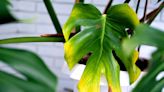 Why Are My Monstera Leaves Turning Yellow?