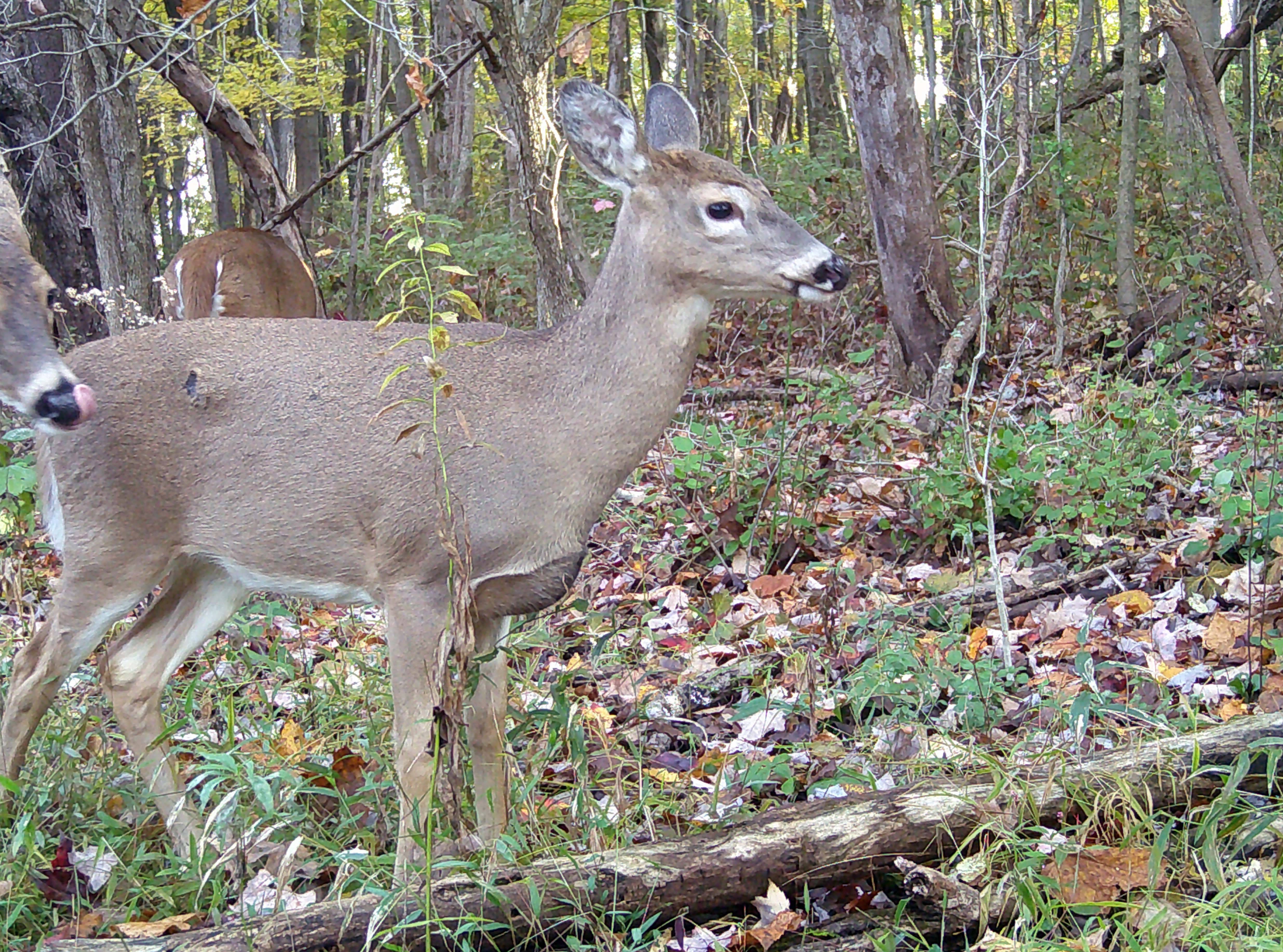 Chronic wasting disease: Death of 2 hunters in US raises fear of 'zombie deer'