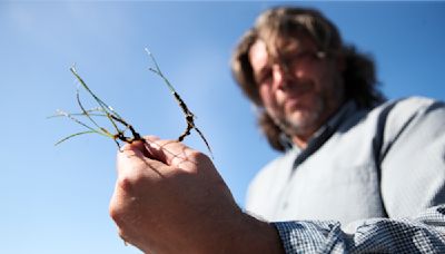 Water in Tampa Bay is getting hotter and fresher. That could spell trouble for seagrass.