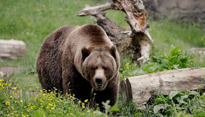 Grizzly bears to be reintroduced to Washington state after years of bitter argument