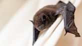 Power-hungry bat conservationists are ruining my granny annexe plans