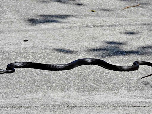 Snakes Nearly on a Plane: Reptile Caught Trying to Enter the Dallas Fort Worth Airport