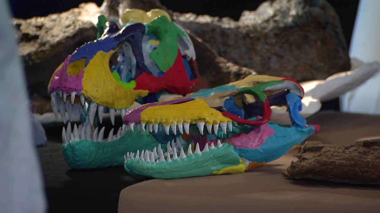 3D printed skull of rare Tyrannosaur unveiled in Woodland Park Wednesday, dubbed 'Murder monster'