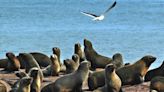 Uruguay: registran el primer caso de gripe aviar en un lobo marino en la Playa del Cerro