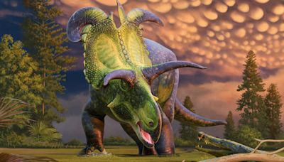 Find out why the Lokiceratops, a new dinosaur, was named by experts from Colorado and Utah after a Norse god