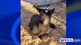 Lamb born on Valentine’s Day has a distinctive mark on his head