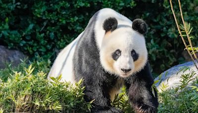 Beijing offers pandas as ties with Australia thaw