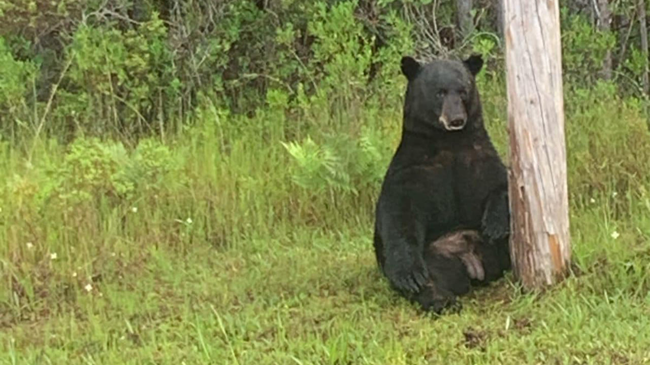 Florida drivers tried to take selfies with 'stressed' black bear: Deputies