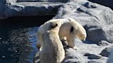 Why polar bears are walking around with coloured dots on their fur