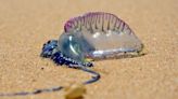 Jellyfish design could inspire swimming robots