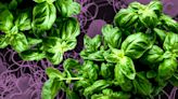 Trader Joe’s recall: Salmonella outbreak linked to organic basil has sickened people in 7 states
