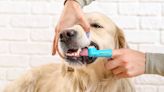 Vet's Trick to Brushing Dogs Teeth Is a Stroke of Genius