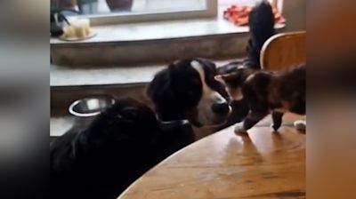 Watch stray kitten choose home with 2 giant dogs who have never seen a cat